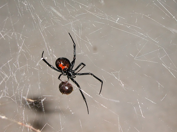 Spider on a web near skirting boards